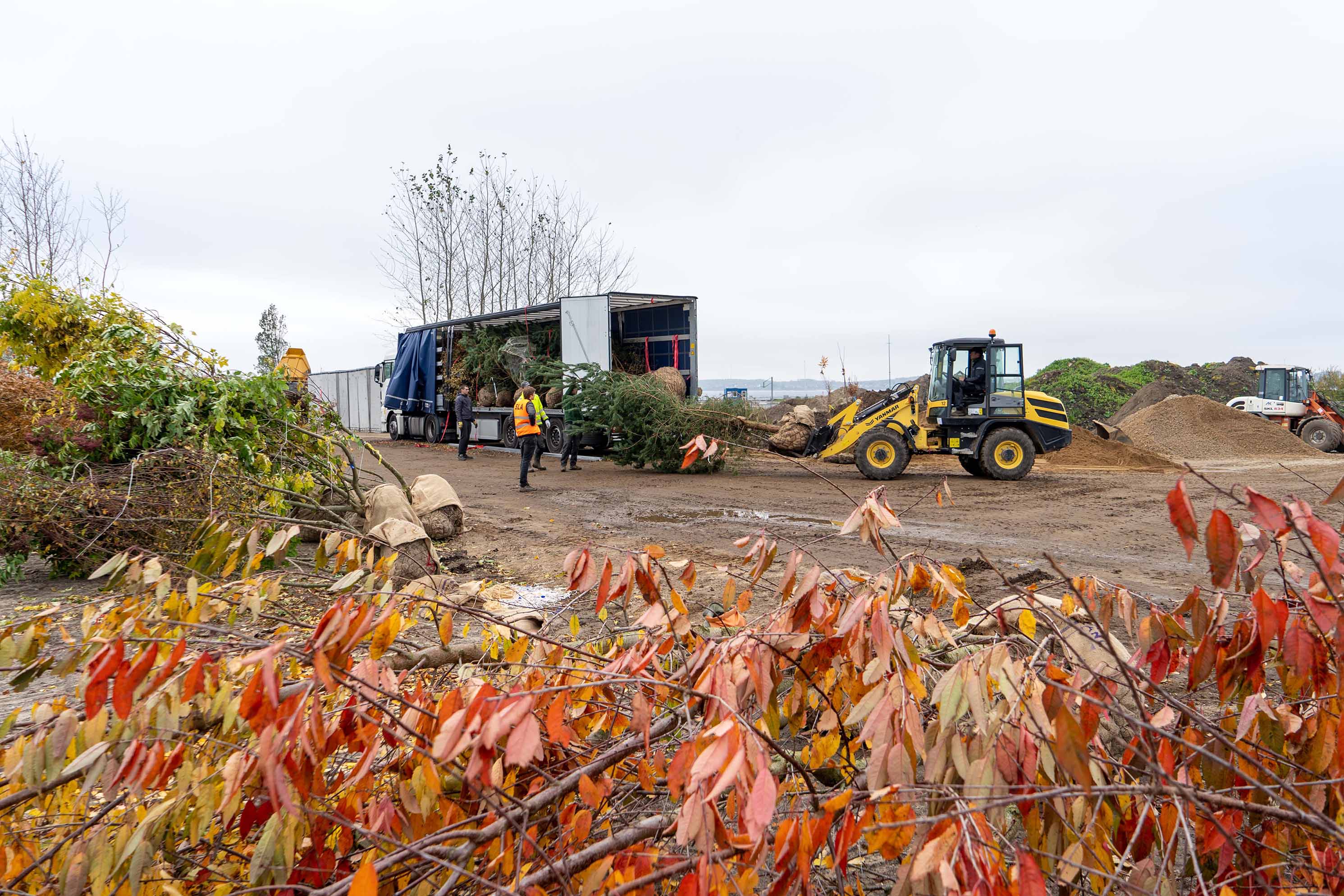 Træplantning I Søndervold 1 Foto Klavs Lind Web