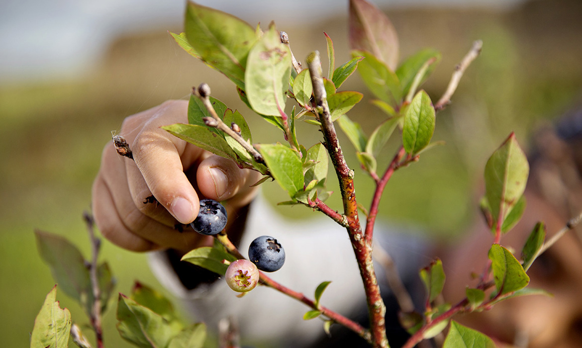 Naturbydelen Blåbærhave