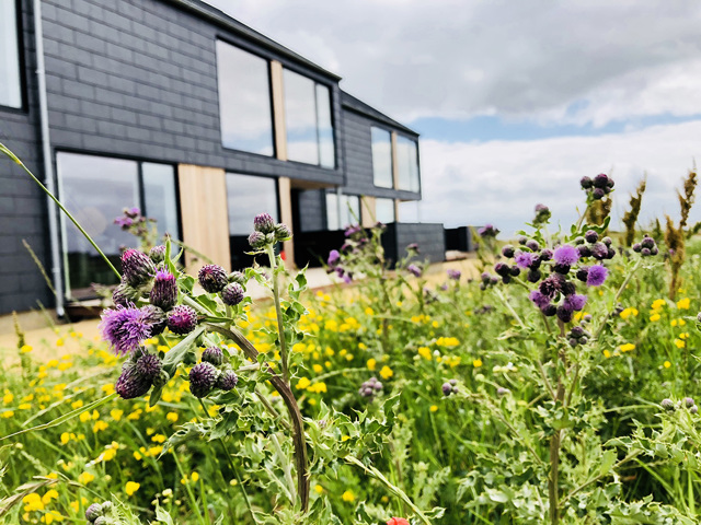 Strandkanten Lilla Engblomster