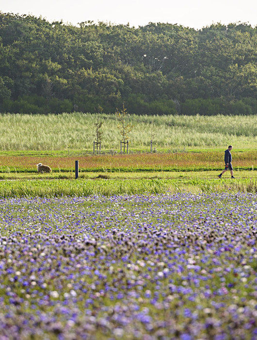 Naturbydelen Blomsterhav