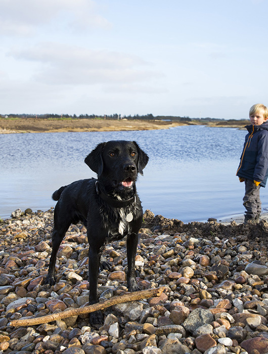 Naturbydelen Regnvandssø Og Hund